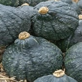 Chicago Warted Hubbard Squash Seeds SQ29-10_Base
